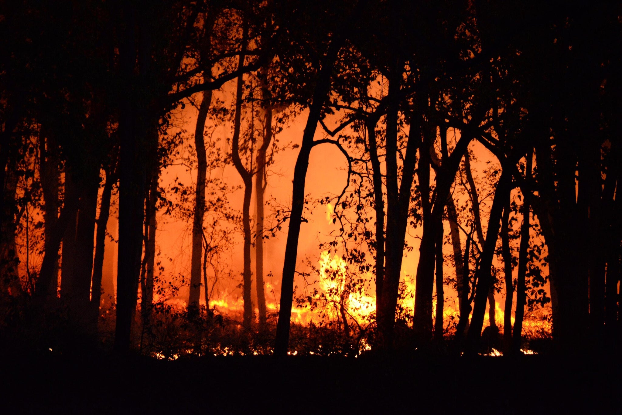 How To Prepare For A Wildfire: 3 Major Steps You Need To Know