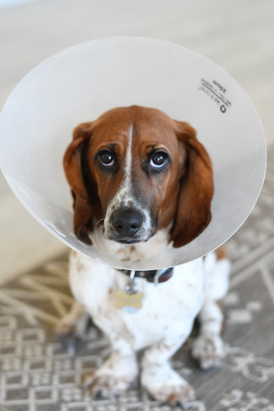 Quick Question: What should I do if my pet gets injured during an emergency?