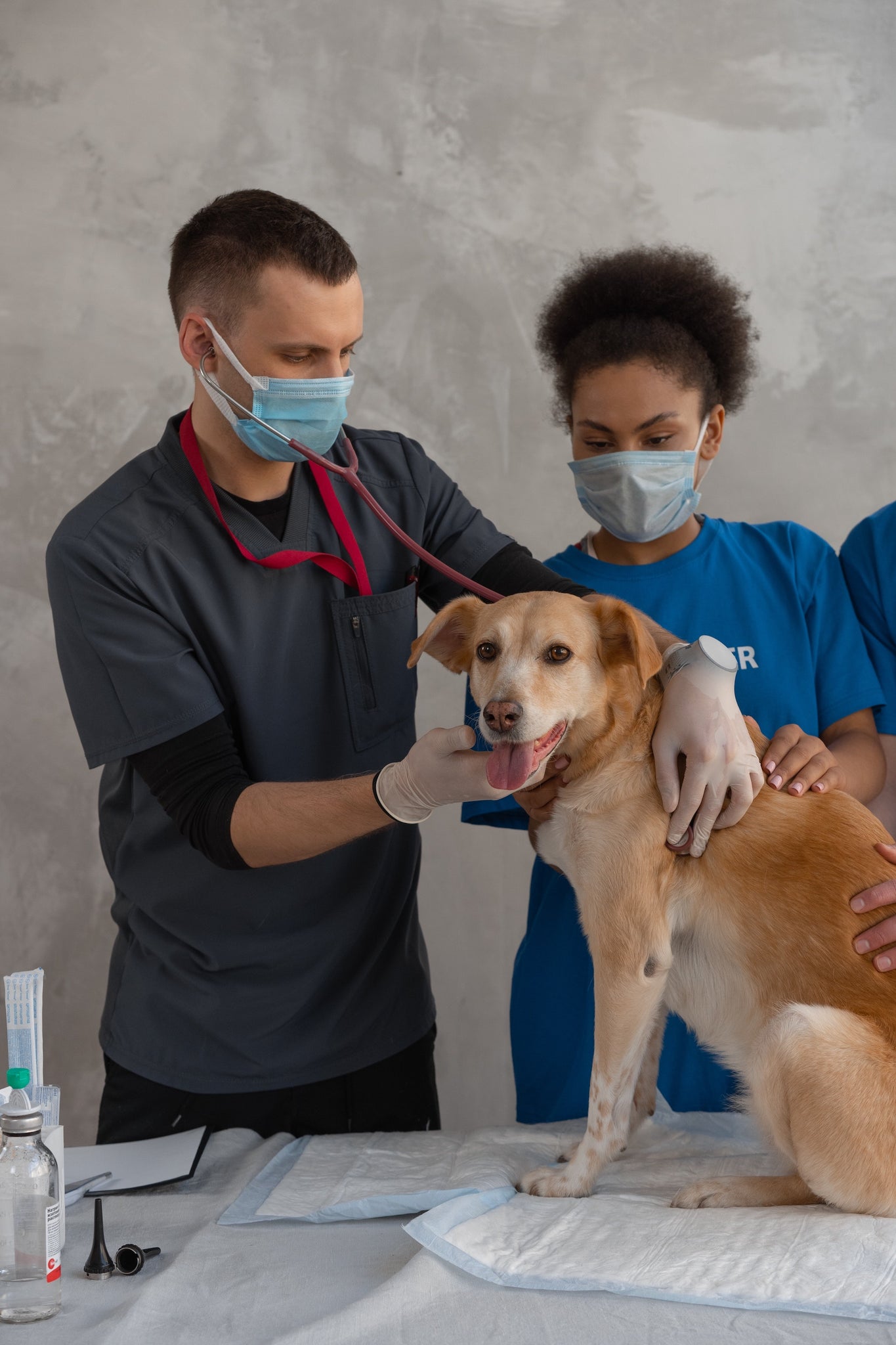Quick Question: Who should Pet Parents seek professional care from in an emergency situation?
